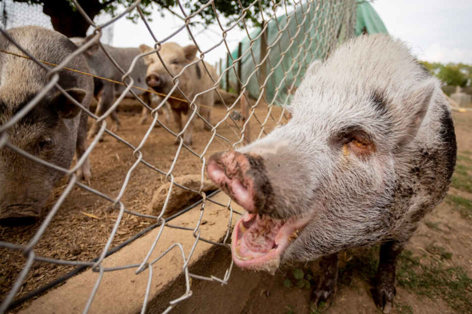 Von Berlin Aufs Dorf Hier Wohnt Beruhmtes Mini Schwein Shade