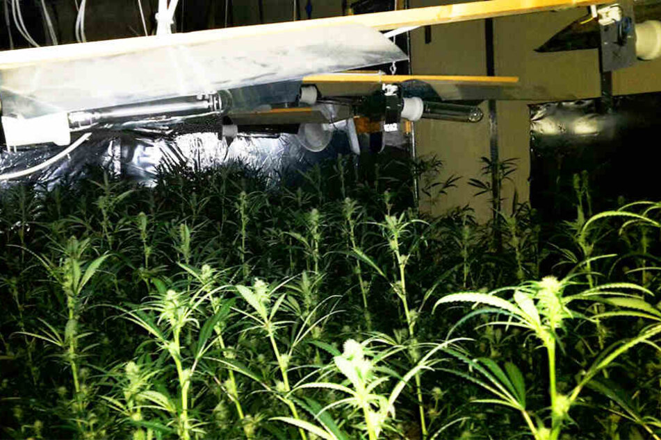 Die Plantage umfasste insgesamt 588 Pflanzen. Außerdem wurde jede Menge geerntetes Cannabis gefunden.