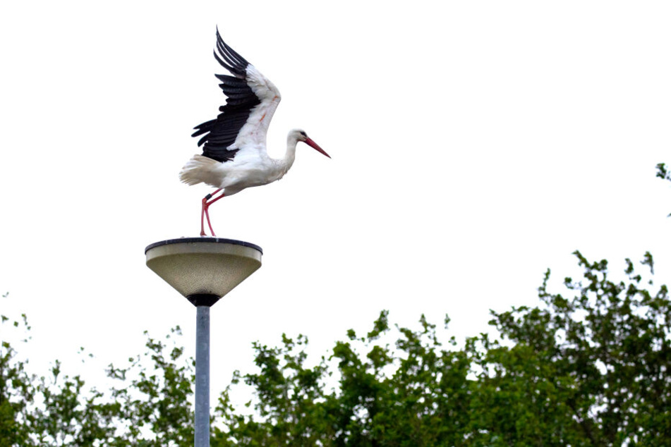 Ein Storch startet von einer Laterne neben dem Westküstenpark. Mehr als drei Dutzend Weißstorch-Paare klappern zurzeit in St. Peter-Ording.