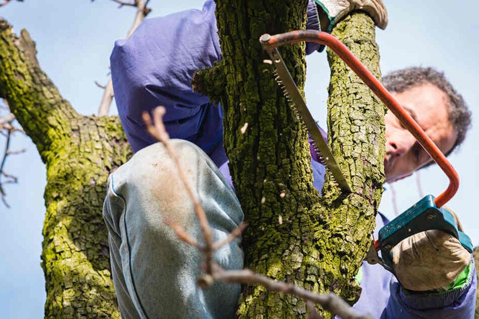 Aber: Gartenbesitzer müssen auf brütende Tiere Rücksicht nehmen.