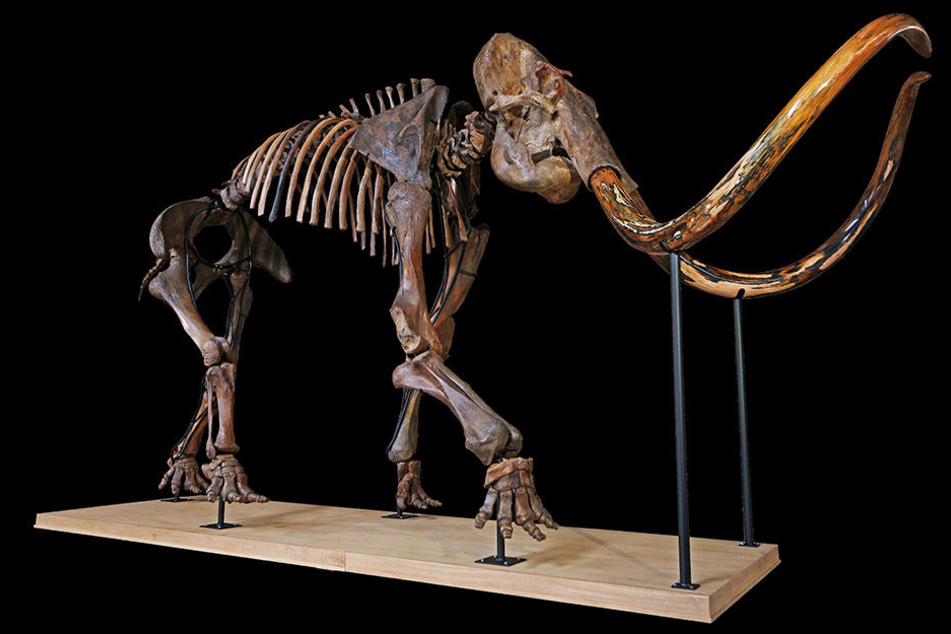 In Lyon, Frankreich,wurde dieses Skelett eines Mammut (Mammuthus primigenius) versteigert.