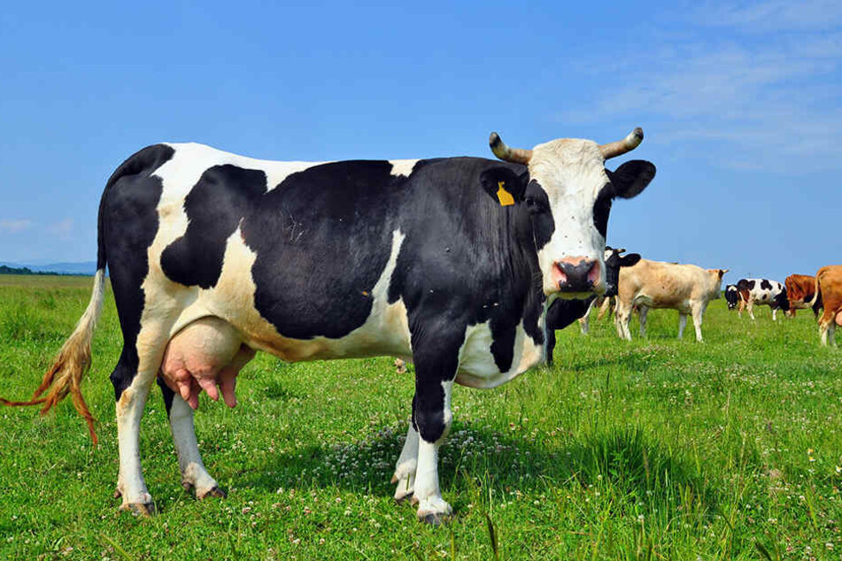 Die Blutseren von Hunderten europäischen Milchkühen wurden untersucht und Milchprodukte aus dem Supermarkt analysiert.