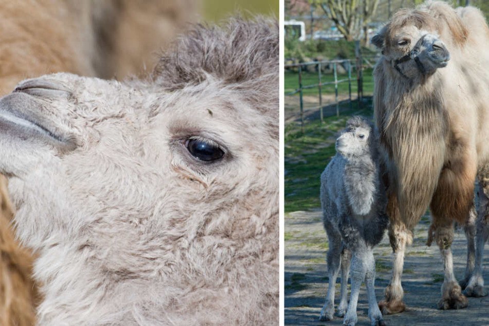 Ein erst wenige Tage altes Trampeltier-Baby schreitet vor seiner Mutter über eine Weide im Stralsunder Zoo. Das junge Trampeltier mit dem Namen Inaraa wurde am 07. 04. 2019 in der Hansestadt geboren.