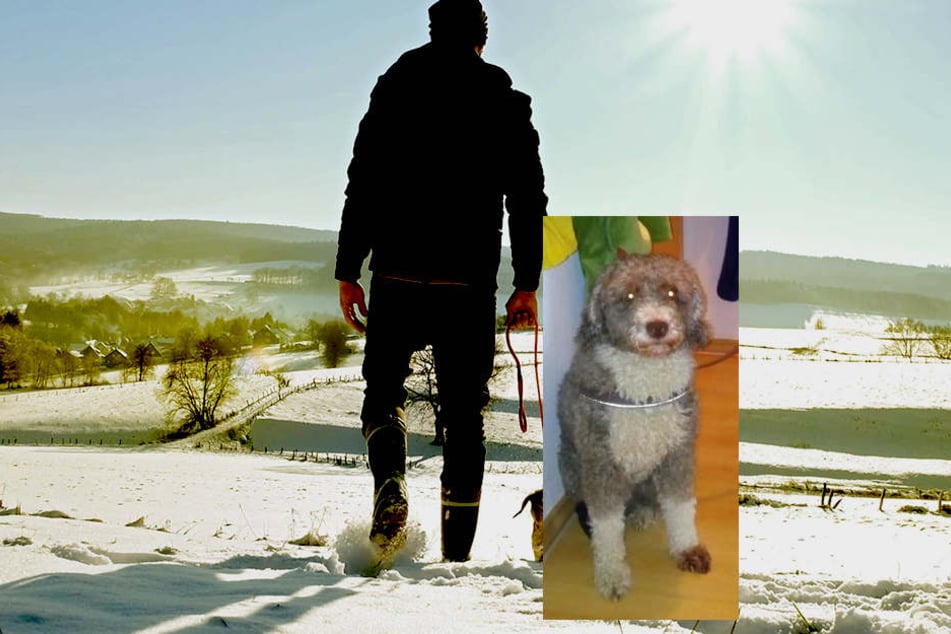 Eine Ärztin aber kam zum Ergebnis: Es ist ein Hund der Rasse Perro de Agua Espanol. Also heißt es: Hundesteuern werden fällig!