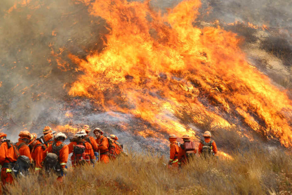 Mehrere Feuerwehrleute kämpfen gegen die Flammen.