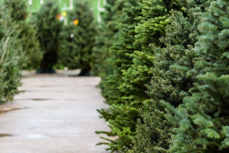 Jedes Jahr würden Weihnachtsbaum-Anbauer über den richtigen Umgang mit Pestiziden informiert.