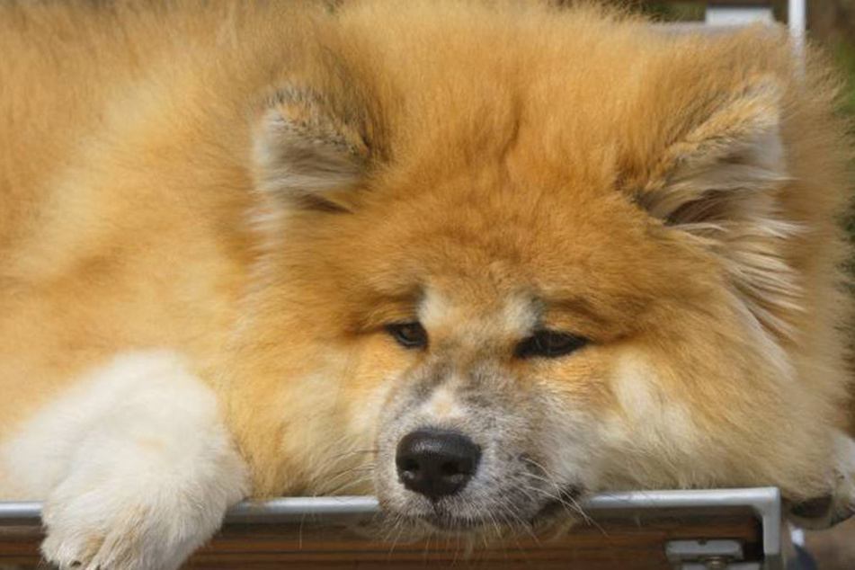 Die zweijährige Hundedame Maya sitzt immer noch vor dem Krankenhauseingang.(Symbolbild)