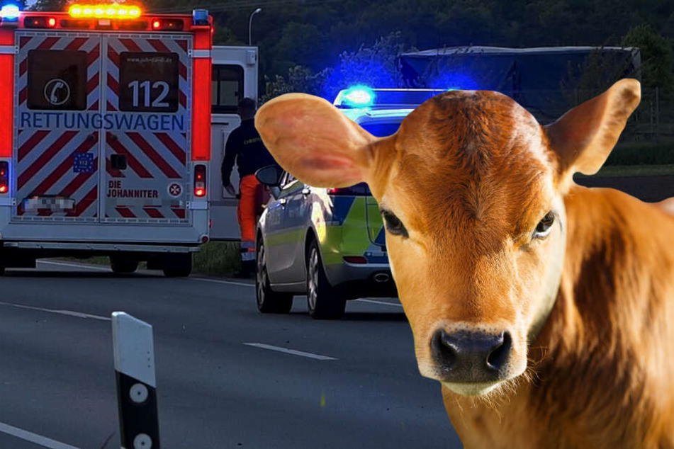 Das Kalb tauchte plötzlich auf der nächtlichen Autobahn auf (Symbolbild).