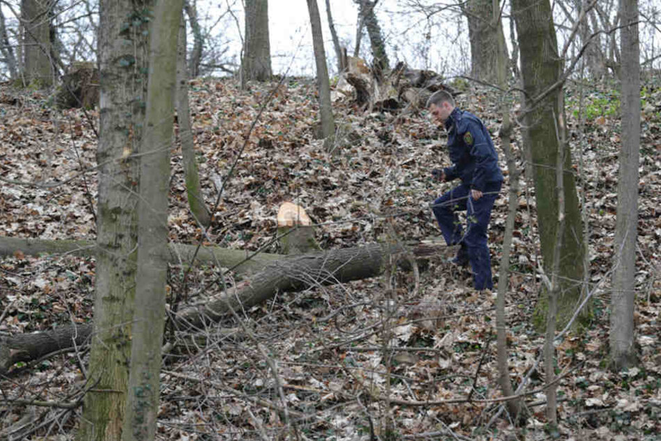 In einem kleinen Wäldchen bei Maxen ist ein Baum auf einen 72-jährigen Holzfäller gekippt und hat diesen schwer verletzt.