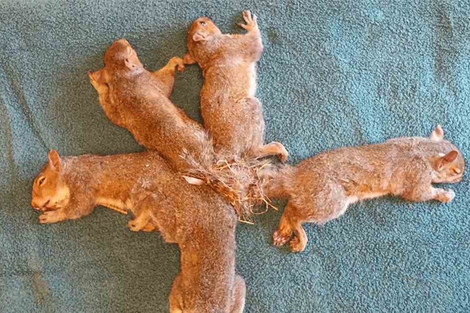 Fünf Eichhörnchen in höchster Not.