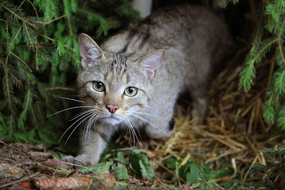 Nach dem Auwald in Leipzig haben Experten jetzt auch die Wildkatze in der Dübener Heide nachgewiesen.