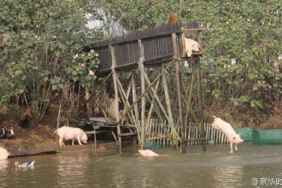 Der Teich, in dem die Schweine fliegen müssen.