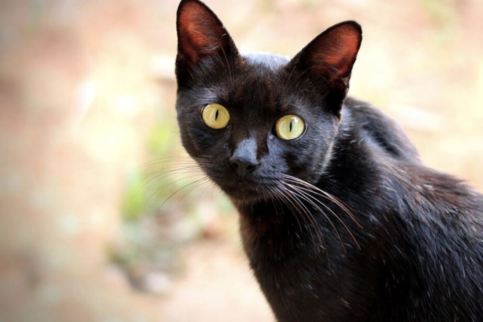 Die Katze wurde glücklicherweise nicht getroffen.