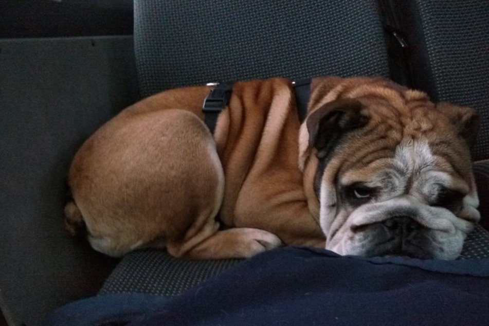 Bulldogge Lenni ist mittlerweile in eine Familie vermittelt.