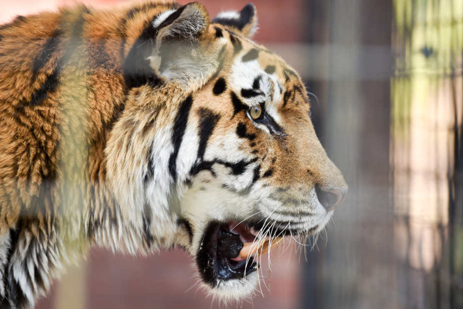 Kein Schmusekätzchen: Der vom Aussterben bedrohte Sibirische Tiger wird auch
im Chemnitzer Tierpark gehalten.