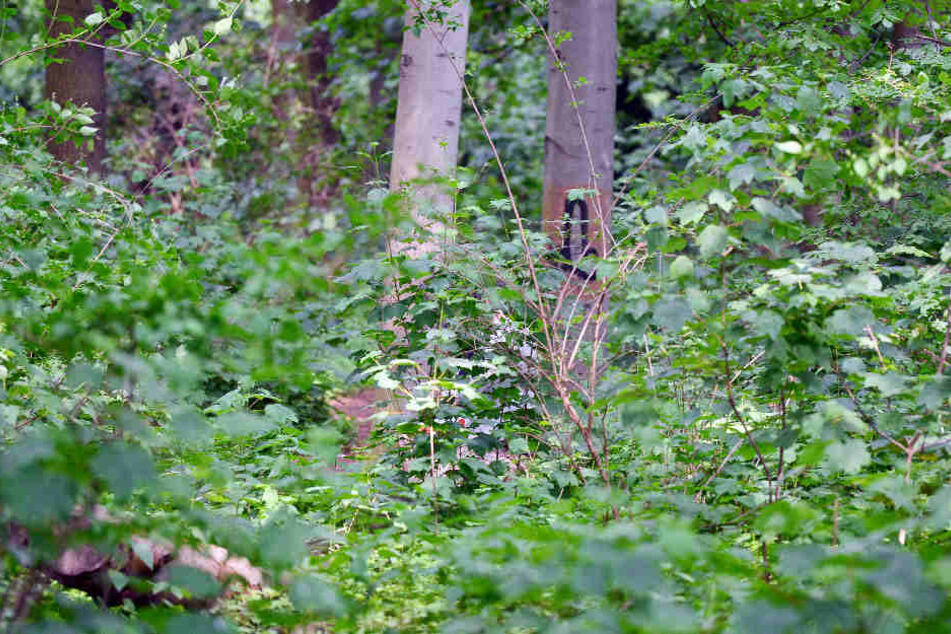 Im Großen Tiergarten soll es zu der Attacke gekommen sein, als der Rentner durch den Park gelaufen ist. (Symbolbild)