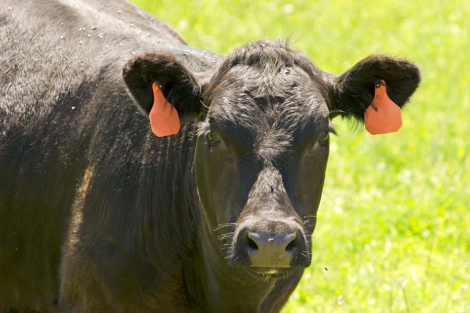 Bei der Produktion von einem Kilogramm Rindfleisch werden ganze 18,6 Kilogramm CO2 ausgestoßen. (Symbolbild)