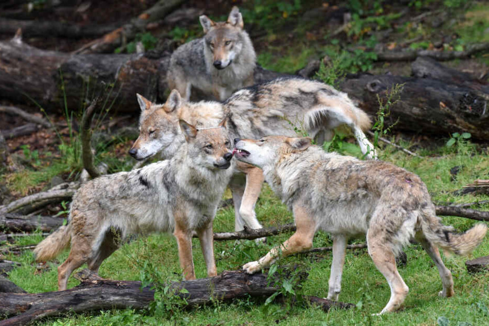 Es war nicht der erste Fall von entlaufenen Wölfen im Wildpark Knüll (Symbolbild).