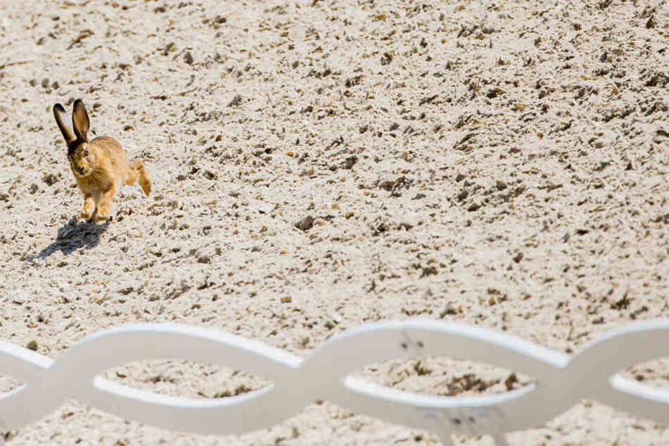 Der Hase hoppelte im Quadrat.