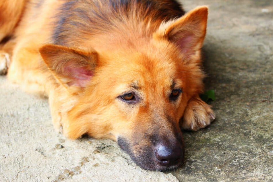 Ein Hund liegt auf einer Straße (Symbolbild).