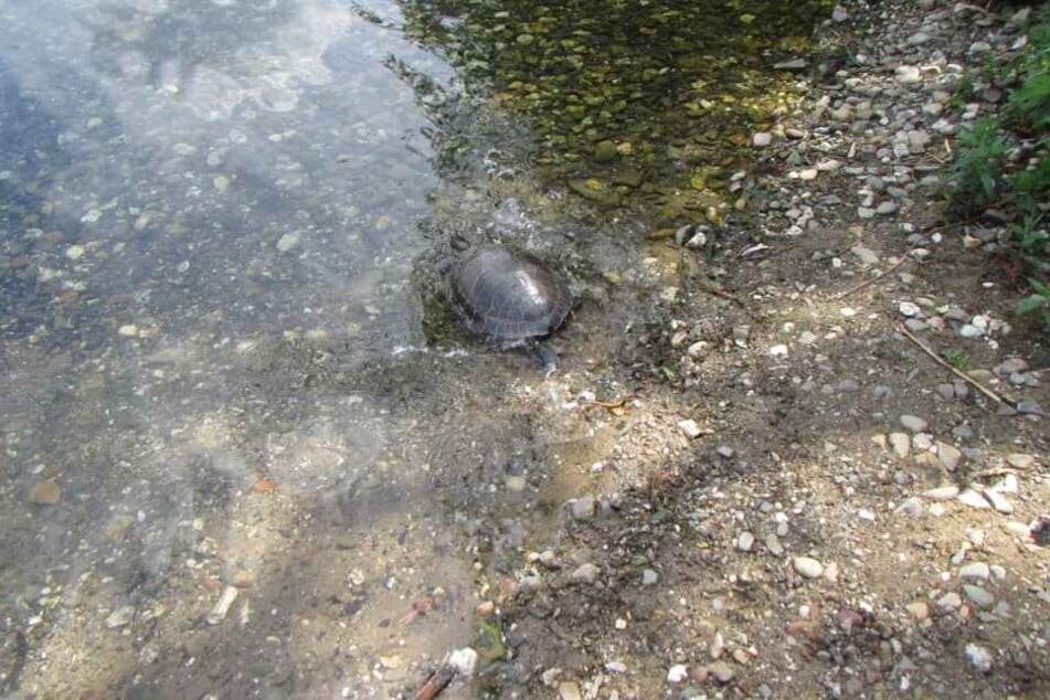 Die Schildkröte wurde letztlich in den Rotter See entlassen.
