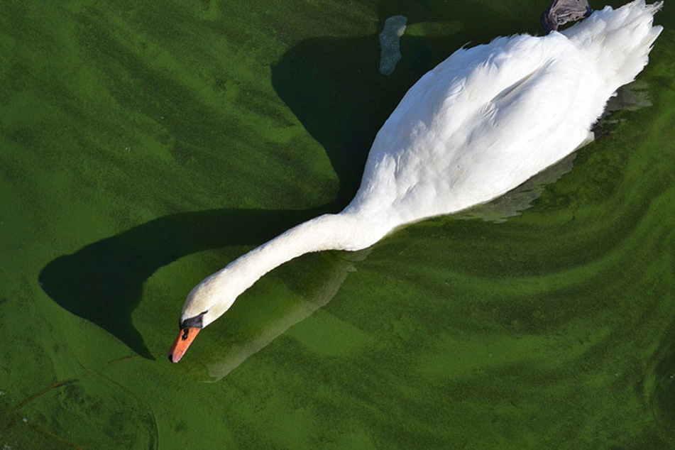 Sie schimmert grün und sie unbedenklich aus: Die Blaualge, auch Cyanobakterien genannt, ist für viele Tiere in größeren Mengen extrem giftig. (Symbolbild)