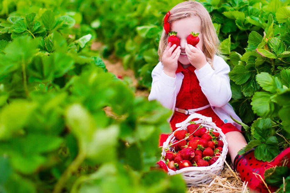 Die Obstbauern können sich über eine Rekordernte bei den Erdbeeren freuen.