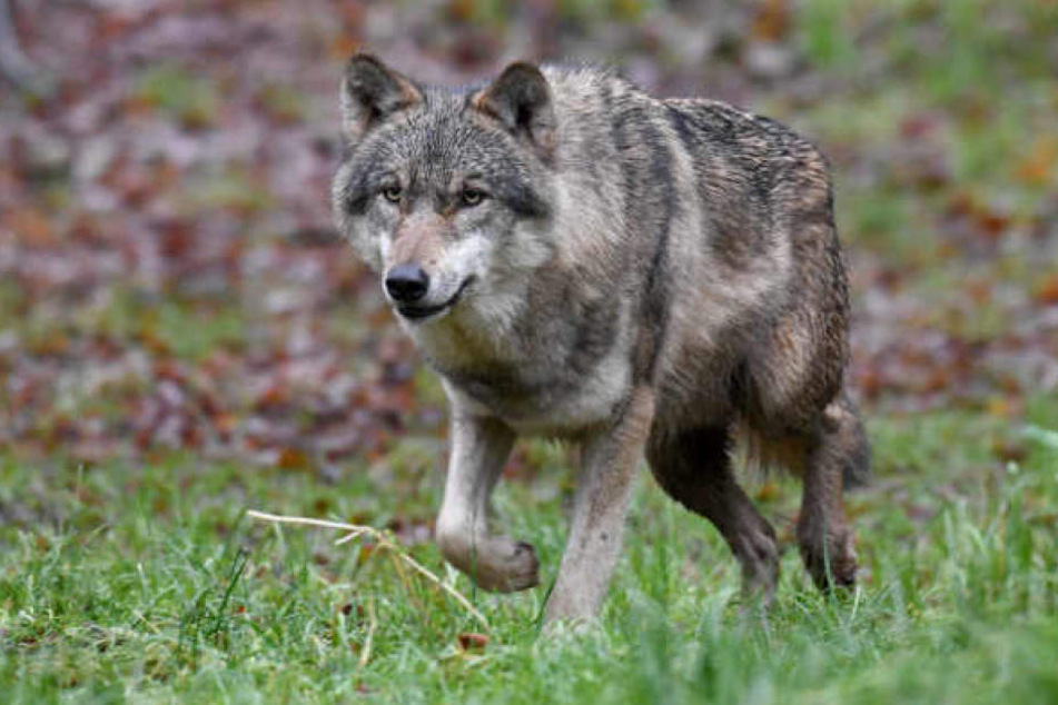 Ein Wolf hat den Jagdhund getötet! (Symbolbild)
