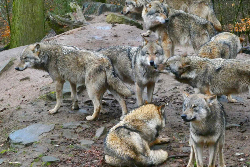Bei der letzten Zählung im Oktober 2018 wurden 18 Wolfsrudel und vier Einzelpaare erfasst. In diesem Jahr wurden laut Kontaktbüro "Wölfe in Sachsen" bislang sechs tote Wölfe registriert.