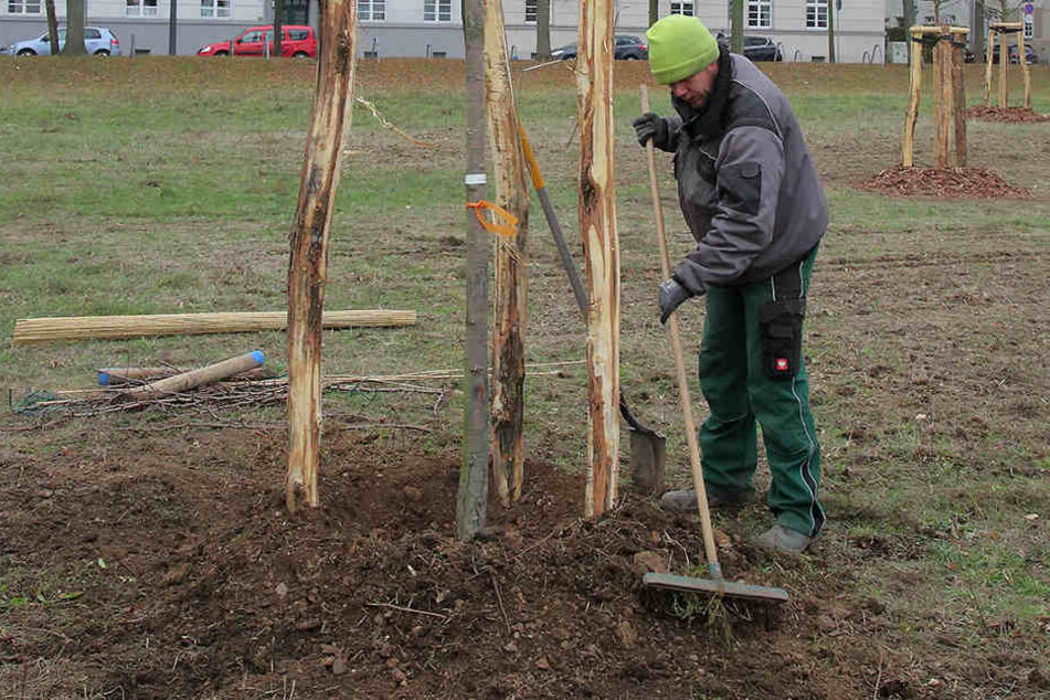 Landschaftsgärtner Martin Metz (31) beim Setzen der neuen Streuobstwiese in Johannstadt.