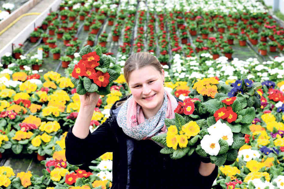 Auf die Primeln: Floristmeisterin Marlen Müller (31) feiert heute in der
Leubener Gärtnerei Müller ein Frühlingsfest.
