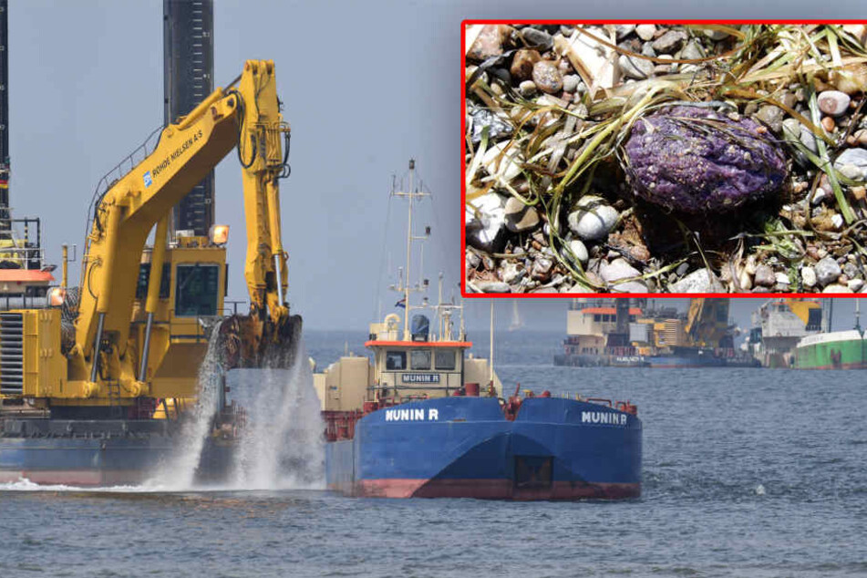 Bagger arbeiten im Greifswalder Bodden am Unterwassergraben der neuen Ostseepipelin Nord Stream 2. Dabei gelangte gefährliches Schmierfett ins Wasser.