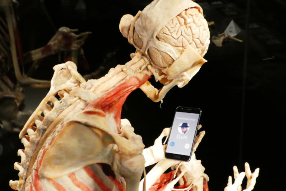 Eines der Plastinate im Berliner "Menschen Museum".