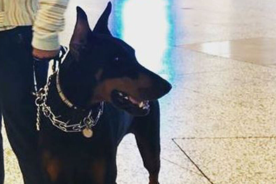 Alki David hat nicht nur einen Dobermann.