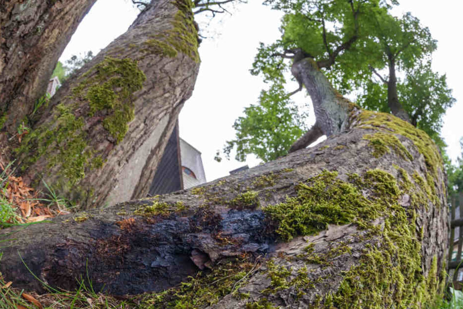 Das ist der Übeltäter: Der Brandkrustenpilz hat den historischen Baum befallen.