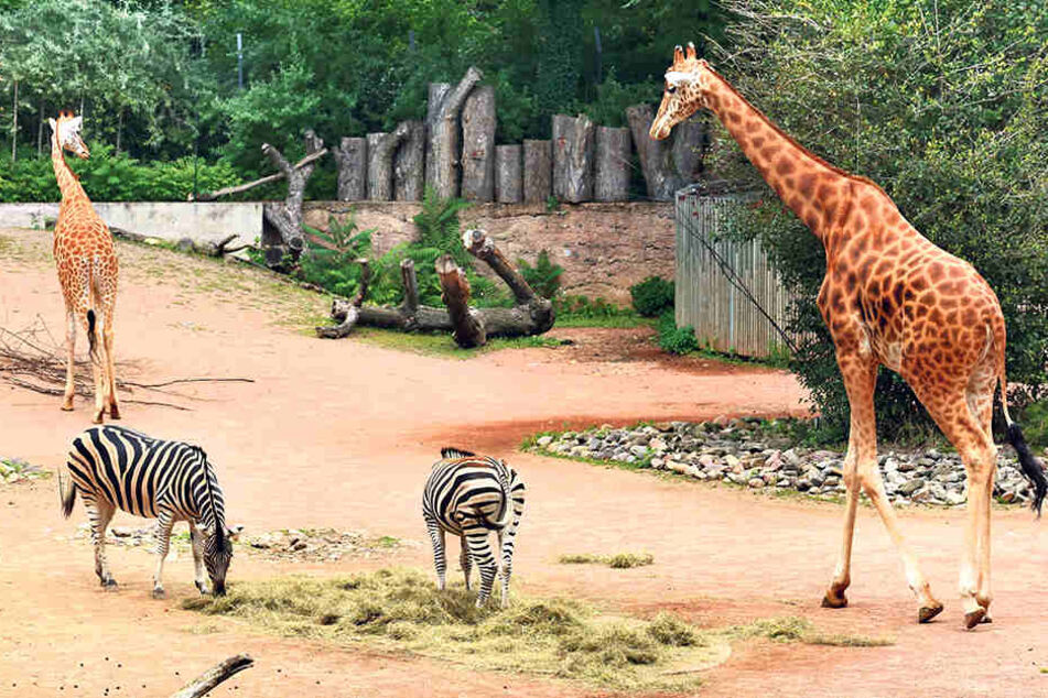 Die Giraffen vertragen sich, aber der Bulle sorgt nicht für Nachwuchs.