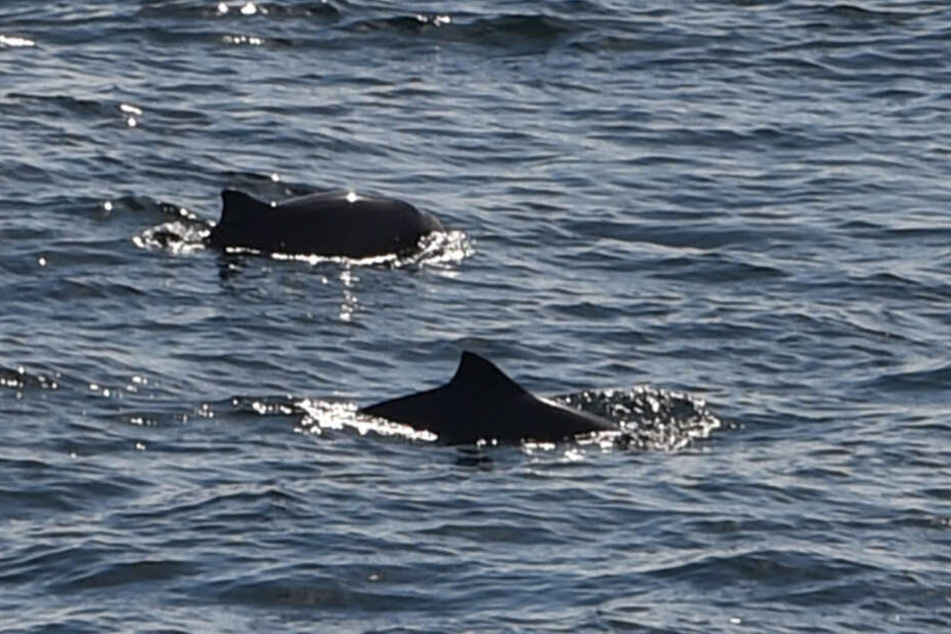 Zwei Schweinswale schwimmen in der Ostsee zwischen Puttgarden und dem dänischen Rödbyhavn auf dem Fehmarnbelt.