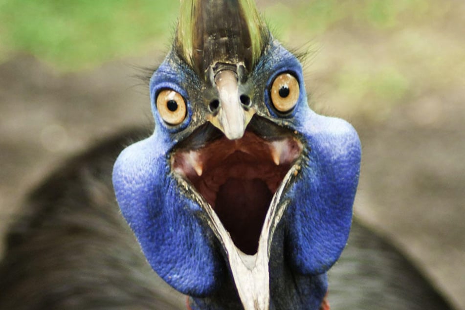 Die Vögel erwarten, von den Menschen gefüttert zu werden.