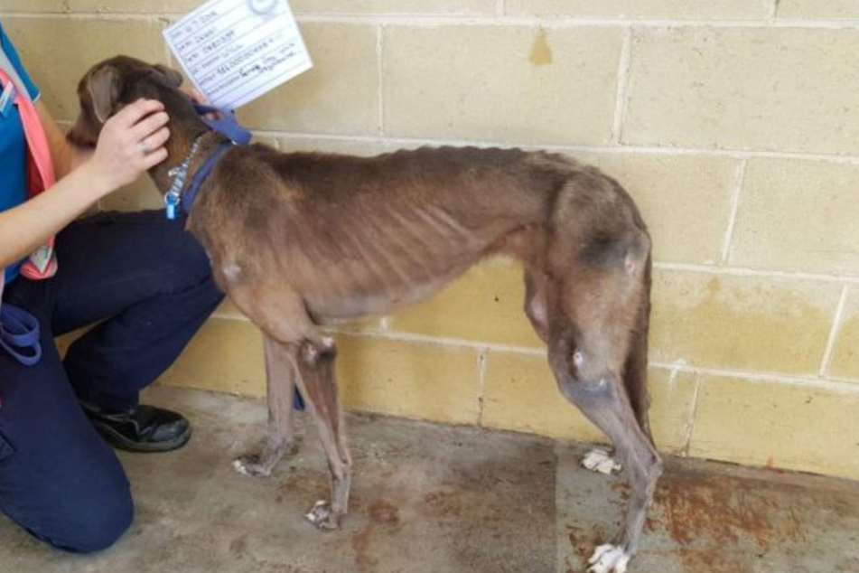 Mitarbeiter der RSPCA kümmern sich um die überlebenden Tiere.