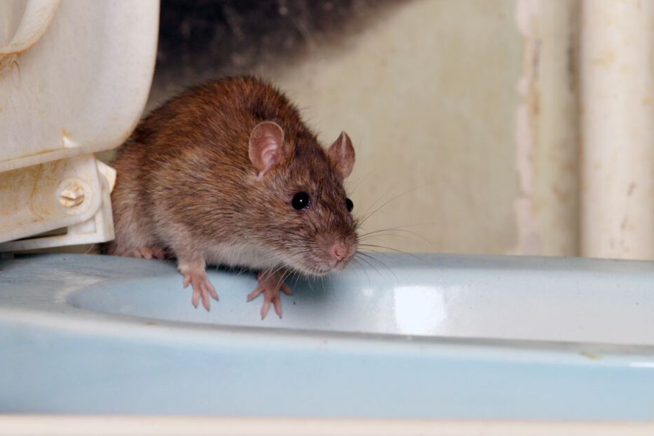 Die Nudelsuppe im Klo runterspülen? Keine gute Idee! Denn die Ratten vermehren sich nicht nur in der Kanalisation, sondern kommen über die Rohre auch in Eure Wohnung!