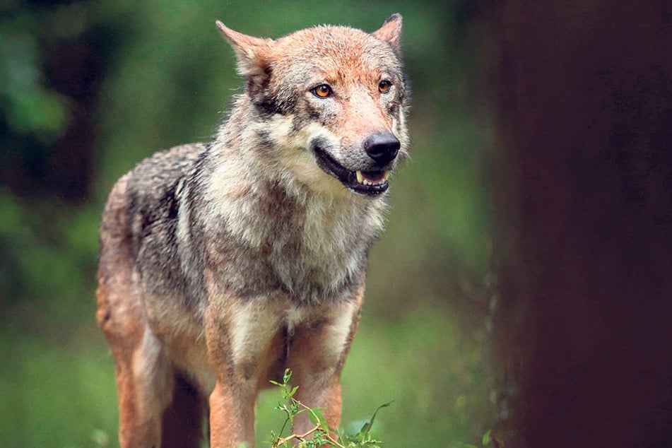 Ein junger Wolf wie dieser
streifte Ende März durchs Vogtland. Es war dort die erste Wolfssichtung seit Generationen.