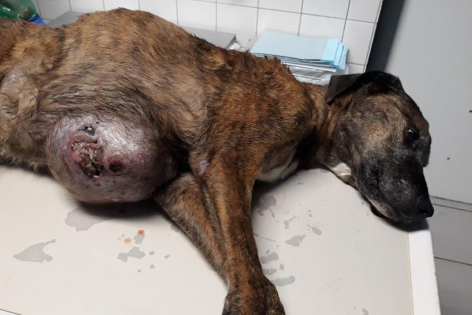 Hund hat riesigen Tumor am Bauch Nachbarn wussten von Tierquälerei und