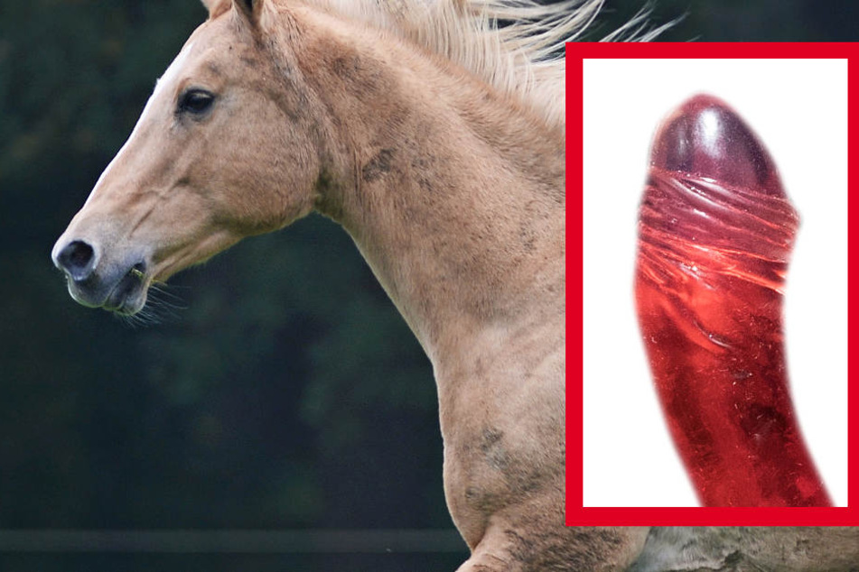 Dem Pferd wurden mit dem Dildo mehrere blutige Verletzungen beigebracht (Symbolbild).