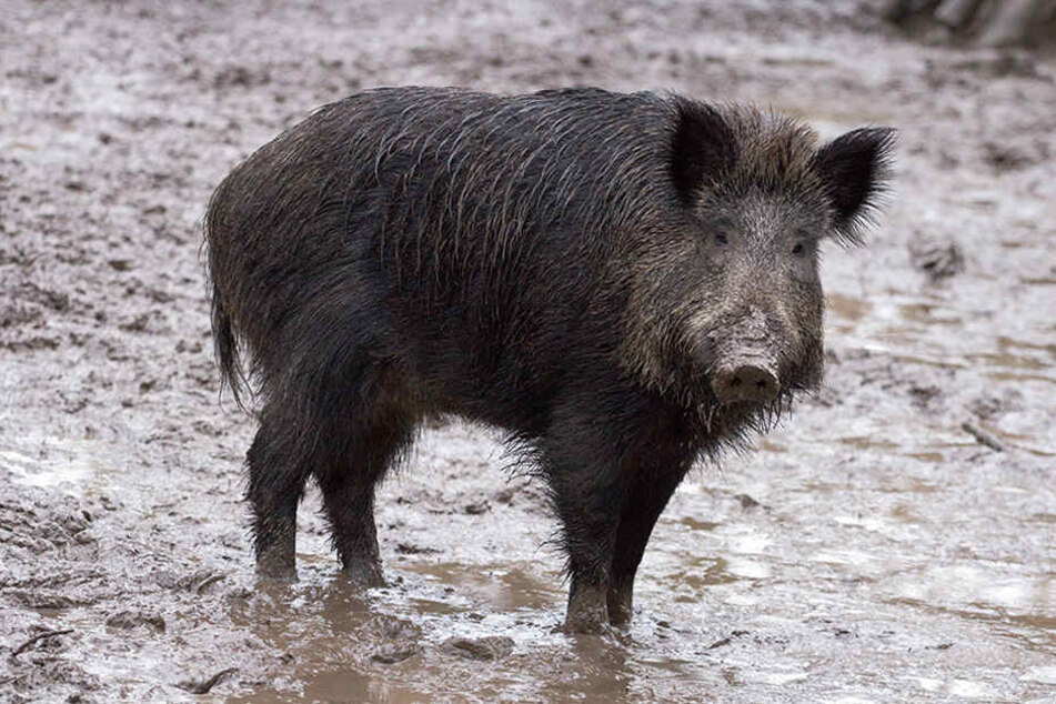 Für zwei Unfälle sorgte ein Wildschwein bei Paderborn.