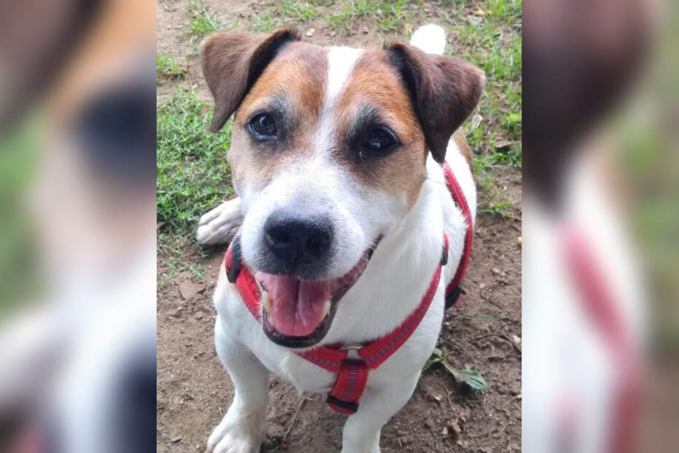 Kalli ist ein etwa neun Jahre alter Hund im Tierheim Hamburg.