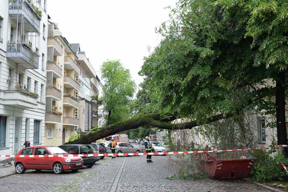 In Neukölln stürzte nach tagelangen Regenfällen bereits ein Baum um.