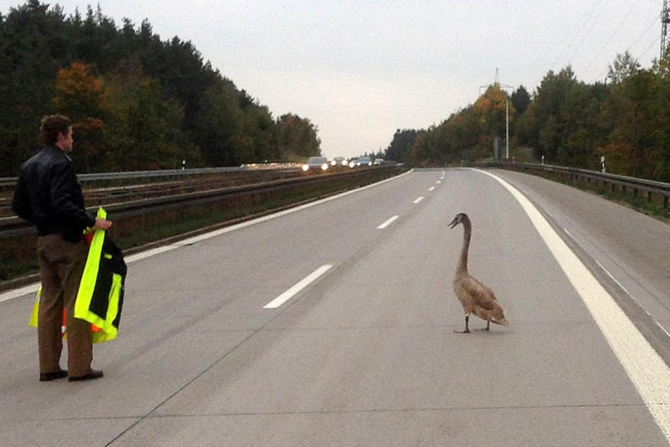 Der Schwan hatte sich auf der Autobahn total verirrt. (Symbolbild)