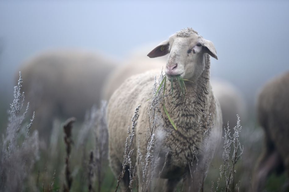 Dem Schaf wurde in Korbach brutal der Kopf abgetrennt.