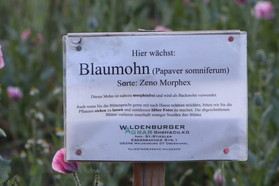 Mit diesem Schild warnt Landwirt Stephan Stiegler (67): Mein Blaumohn ist alles andere als berauschend.
