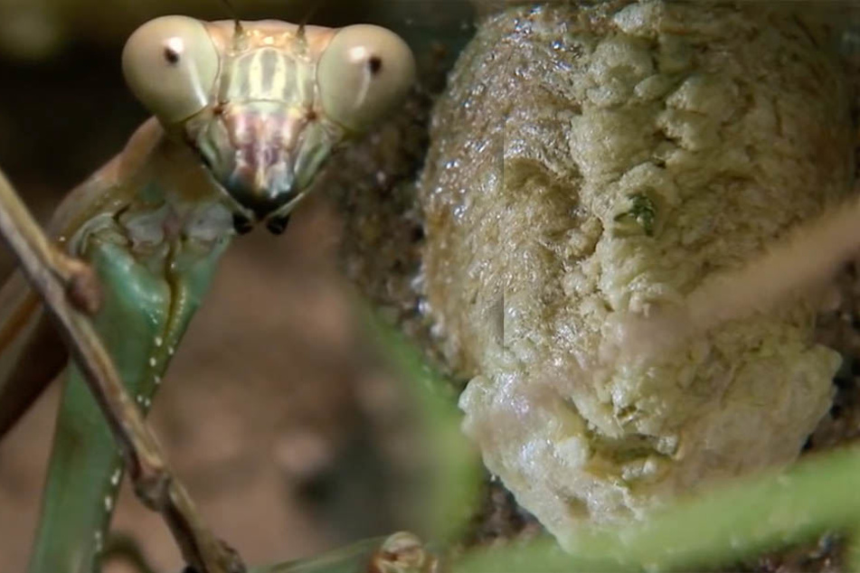 Der neue Bewohnerin im Vogelhaus: Eine Riesenmantis, die gleich auch ihren künftigen Nachwuchs (re.) mitgebracht hat.